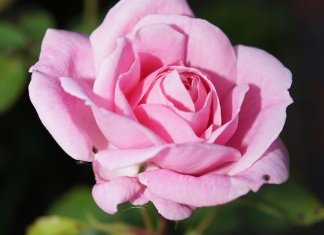 Orezivanje ruža u martu: Šta treba znati?