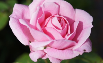 Orezivanje ruža u martu: Šta treba znati?