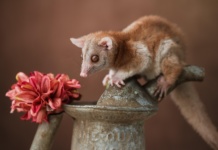 Pronađene životinje za koje se mislilo da su davno izumrle