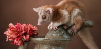 Pronađene životinje za koje se mislilo da su davno izumrle