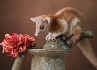 Pronađene životinje za koje se mislilo da su davno izumrle
