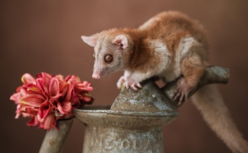 Pronađene životinje za koje se mislilo da su davno izumrle