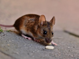 Naučnici rekonstruisali filmove iz moždanih aktivnosti miševa