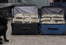 Bečki pas nanjušio 43 kg droge u koferu mladog Bugarina