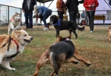 Vlasnik ujeo psa: Policija intervenisala u bečkom parku